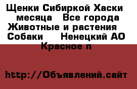 Щенки Сибиркой Хаски 2 месяца - Все города Животные и растения » Собаки   . Ненецкий АО,Красное п.